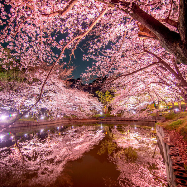 大池公園 「桜まつり」